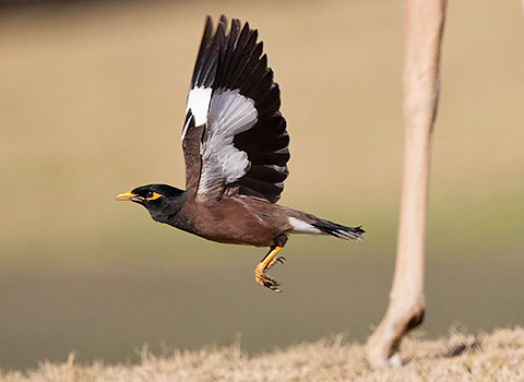 Common Myna in flight